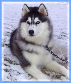 Siberian Husky Puppies Registered AKC for sale